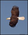 _2SB6929 bald eagle